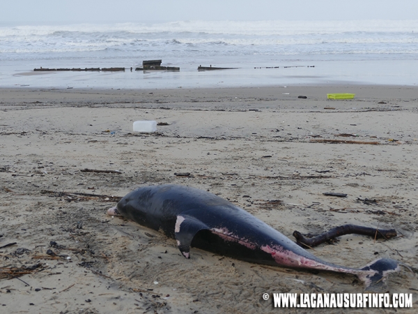 Quatre dauphins échoués à Lacanau Océan